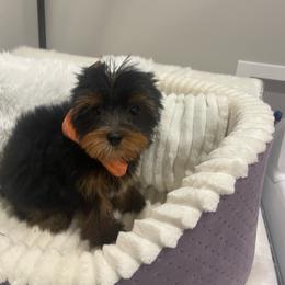 Bentley - Black and tan male Yorkshire Terrier puppy in Belpre, Ohio from Blackwoods Yorkies
