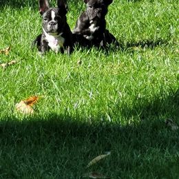 French Bulldog Puppies from Small Town Frenchies