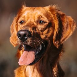 Cavalier King Charles Spaniels and Golden Retrievers from Emerald Grove Puppies