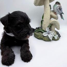 White Collar Female - Black and silver female Miniature Schnauzer puppy in Kansas City, Kansas from Daniel Morlan