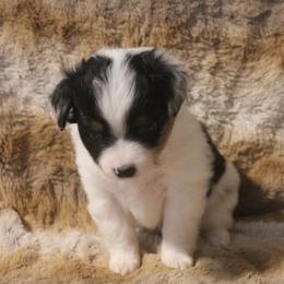 Abbel - Blue merle female Toy Australian Shepherd puppy in Ionia, Iowa from Sapphire Stables