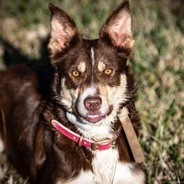 Tequila - Border Collie