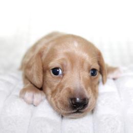 Hattie - Red female Dachshund puppy in Fairfax, Iowa from Grayson’s Lovable Dachshunds