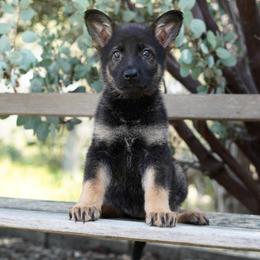 Suri - Bi-color female German Shepherd puppy in Coarsegold, California from Yosemite Shepherds