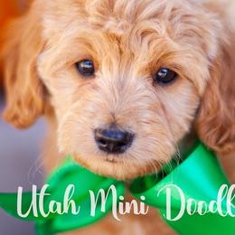 Goldendoodles from Utah Mini Doodles
