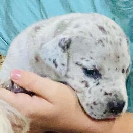 Great Dane Puppies from Texas Devine Danes