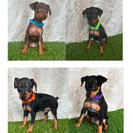 Miniature Pinscher puppies from Tami DeLeeuw