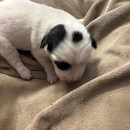 Girl 1 - Black and white female Jack Russell Terrier puppy in Centerville, Pennsylvania from Rose Haven Farm