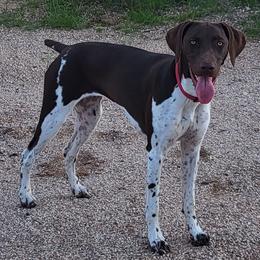 German Shorthaired Pointers from Stellar GSPs