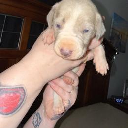 Orange collar - Mantle male Great Dane puppy in Loris, South Carolina from Days Danes