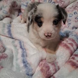 Marble - White and black male Pembroke Welsh Corgi puppy in Gaffney, South Carolina from Battlefield Kennels