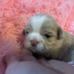 Lady - Lilac female Shih Tzu puppy in Manquin, Virginia from Koda Bears Cubs