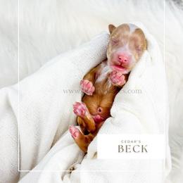 B E C K - Red  male Goldendoodle puppy in Cedar City, Utah from Cedar Doodles- Home of the Teddybear Goldendoodle