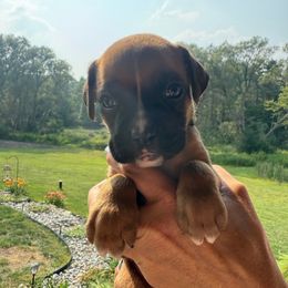 Malibu - Fawn female Boxer puppy in Jamesville, New York from Reynolds Homestead Boxers