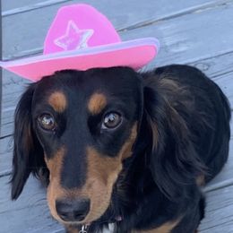 Dachshund Puppies from Rock Island Miniature Dachshunds