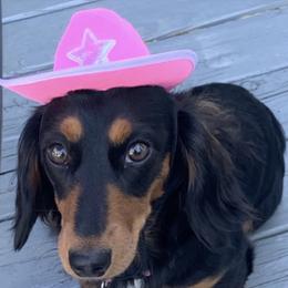Dachshund Puppies from Rock Island Miniature Dachshunds