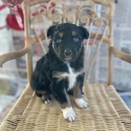 Minnie - Black tri-color female Australian Shepherd puppy in Zwingle, Iowa from Homestead Aussies & Doodles