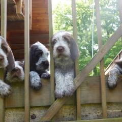 Spinone Italiano Puppies from Maple Hollow Spinone