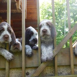 Spinone Italiano Puppies from Maple Hollow Spinone