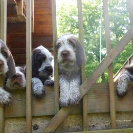 Spinone Italiano Puppies from Maple Hollow Spinone