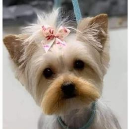 Athena - Yorkshire Terrier