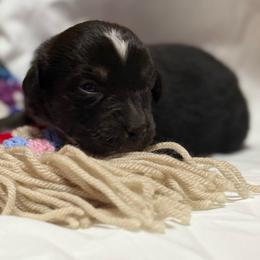 Eddie - Black tri-color male Australian Shepherd puppy in Butler, Georgia from Aussies at Howling Hill Farm