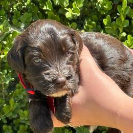 Red collar shea - Chocolate female Australian Labradoodle puppy in Fontana, California from Grammy's Puppy Love doodles and poodles