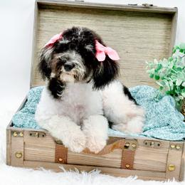 Maggie - Tri-color female Bernedoodle puppy in Statesville, North Carolina from Doodle Babies