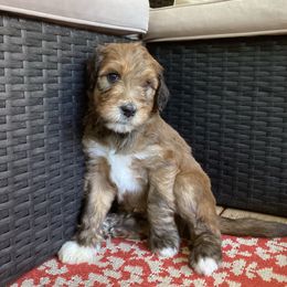 Leo - Brown male Whoodle puppy in Concord, North Carolina from RockyRiverDoodles