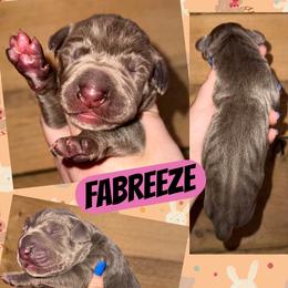 Fabreeze - Chocolate female Great Dane puppy in Wellsville, New York from Prophecy Danes