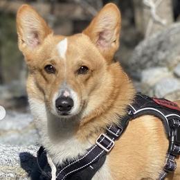 Pembroke Welsh Corgis from Eos Kennels