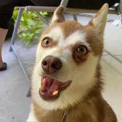 Alaskan Klee Kai All Grown Up from Excelsior Klee Kai