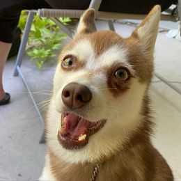 Alaskan Klee Kai All Grown Up from Excelsior Klee Kai