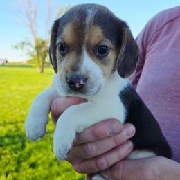 Lincoln - Blue tan and white male Beagle puppy in Bethany, Missouri from Fox Creek Beagles