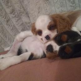 Cavalier King Charles Spaniel Puppies from Majestic Cavaliers of Melbourne FL