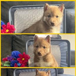 Brook - Red and white female Siberian Husky puppy in Canton, Ohio from Bleu Skies Siberian Huskies