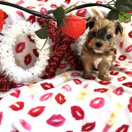 Morkies and Yorkshire Terriers from Supreme Pups
