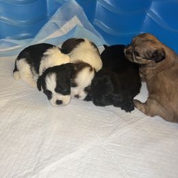Shih Tzu Puppies from The Lion dog Shih Tzu