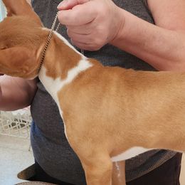 Basenjis from Blue Nile Basenjis