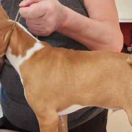 Basenjis from Blue Nile Basenjis