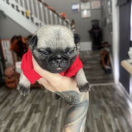 Ozzy - Fawn male Pug puppy in Winter Haven, Florida from The Pugarazzi