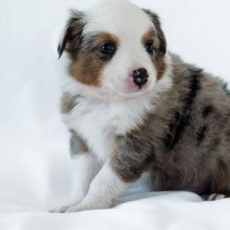 Miniature American Shepherds and Miniature Australian Shepherds from Carrie's Mini Aussies