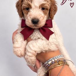 Princess Dot (Maroon) - Parti female Poodle puppy in Stuart Fl, Florida from Lincoln & Lady Co.