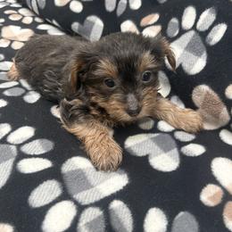 Mister - Yorkshire Terrier