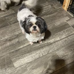 Angel - Shih Tzu