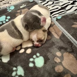 French Bulldog Puppies from Pardon My French Exquisite French Bulldogs