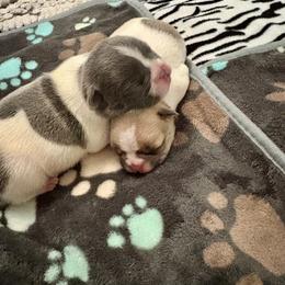 French Bulldog Puppies from Pardon My French Exquisite French Bulldogs