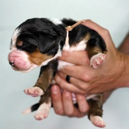 Bernedoodle Puppies from DoodlesFarmCo