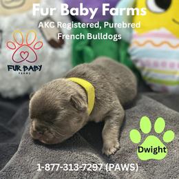 Dwight - Blue fawn male French Bulldog puppy in Michigan from Fur Baby Farms