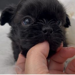 Chachi - Red male Shih Tzu puppy in Kempner, Texas from Shih Tzu Reign